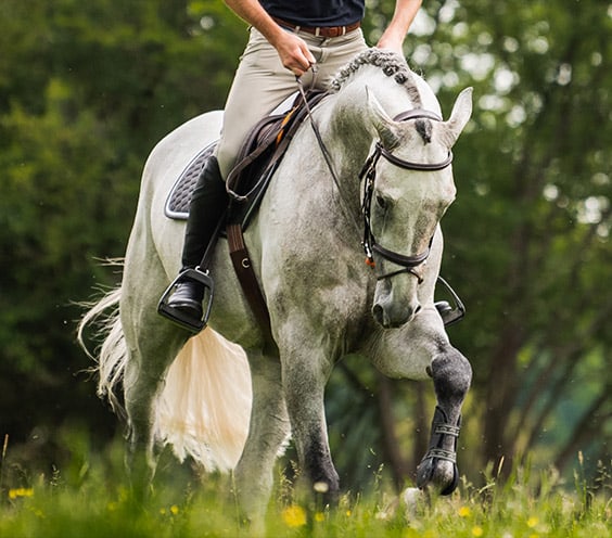 Pair Reflex Shock Absorbing Horse Riding Stirrups
