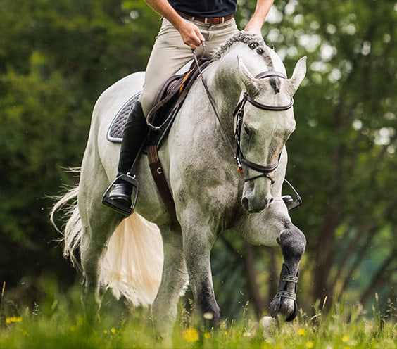 Muscle and joints support for horse riders