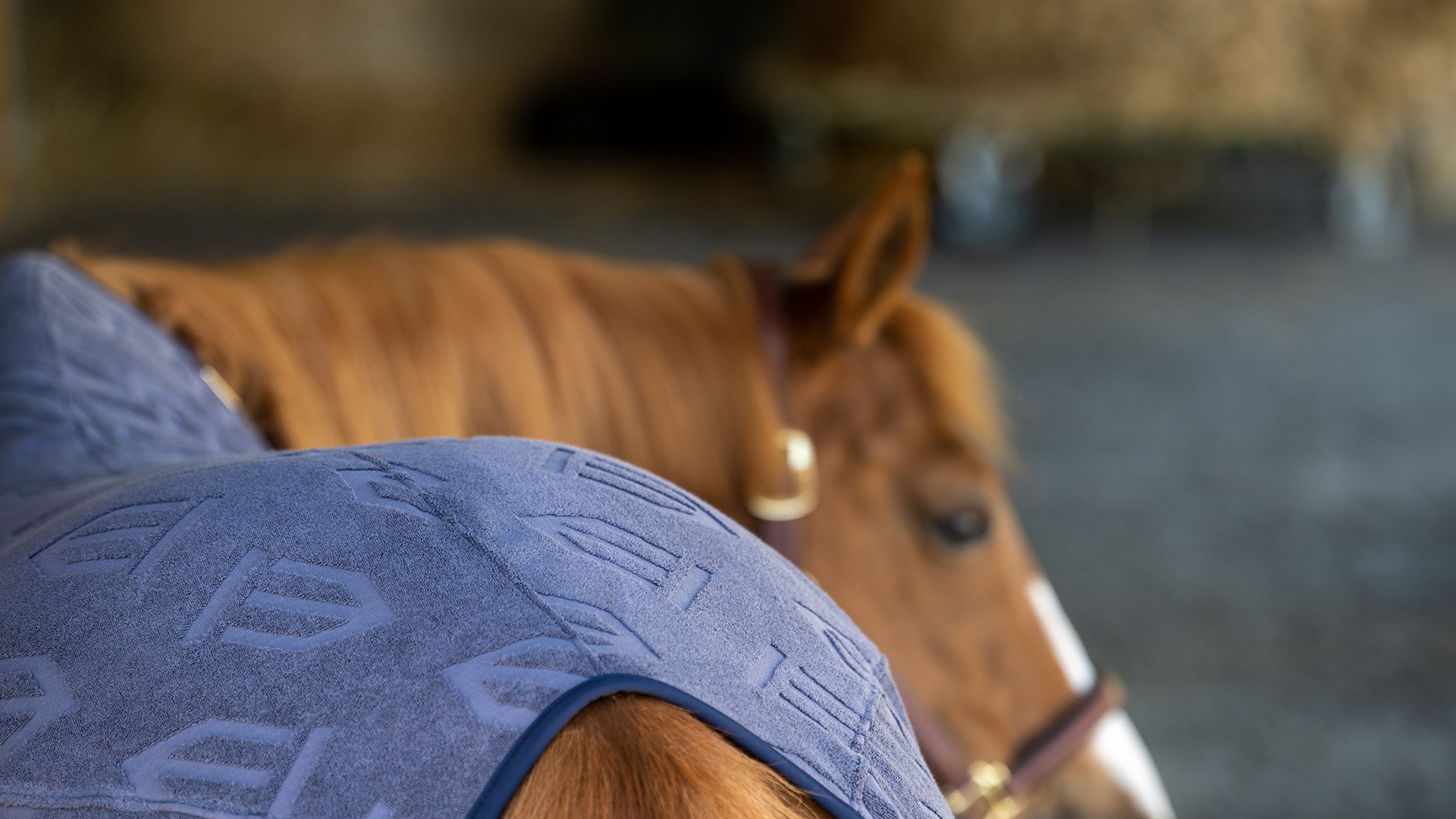 Winderen softshell - kevlar horse rugs