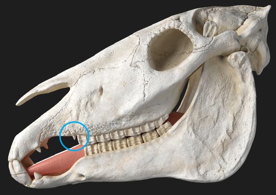 Dents de loup dans la bouche d'un cheval