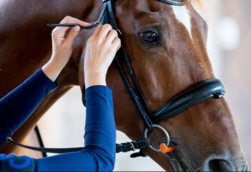 How to fit a bit to a horse - step four