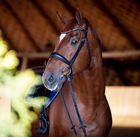 Mors en gel doux pour les chevaux