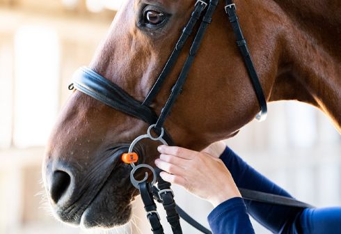  Ajustement du Mors Pessoa Première étape
